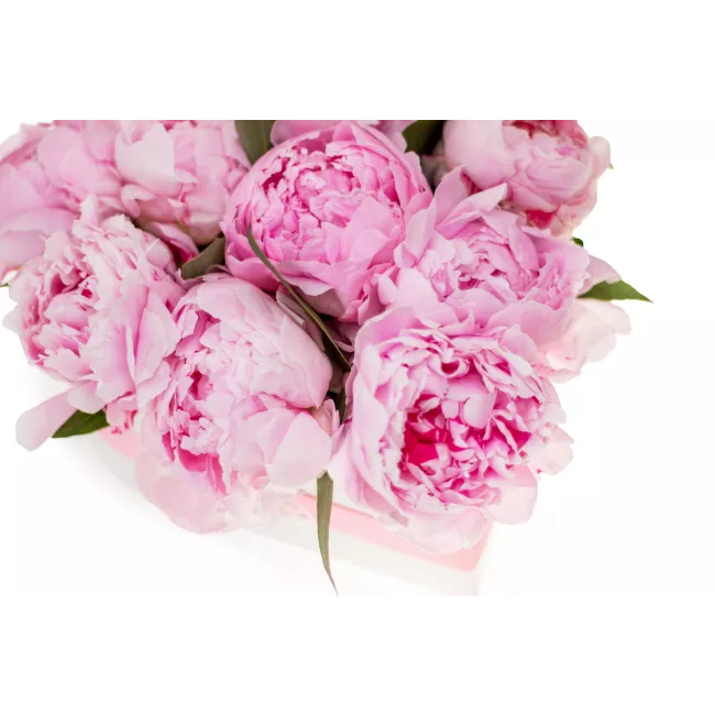 Květinový box pivoňek